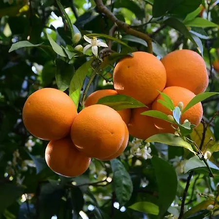 Gazde/Camere de închiriat Karaoz Kumluca